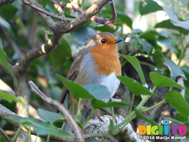 FZ009477 Robin on branch